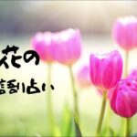 🌷5月の語り占い🌷