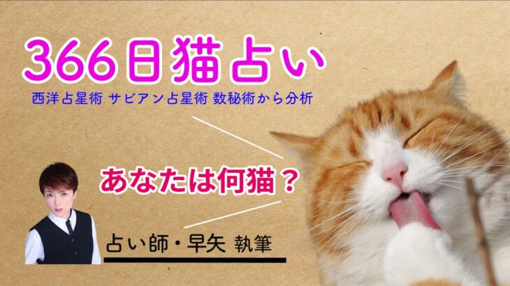 【占い】366日猫占い あなたは何猫？西洋占星術、サビアン占星術、数秘術から分析【占い師・早矢】