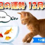 【今日の運勢】　2021年12月4日（土）【12星座占い】