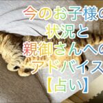 【占い】あなたのお子様の現在の状況と、親御様ができる事をアドバイス🐱✨