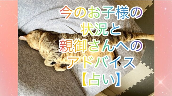 【占い】あなたのお子様の現在の状況と、親御様ができる事をアドバイス🐱✨